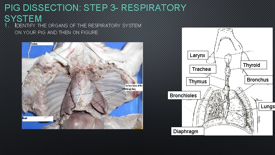 PIG DISSECTION: STEP 3 - RESPIRATORY SYSTEM 1. IDENTIFY THE ORGANS OF THE RESPIRATORY PIG DISSECTION: STEP 3 - RESPIRATORY SYSTEM 1. IDENTIFY THE ORGANS OF THE RESPIRATORY
