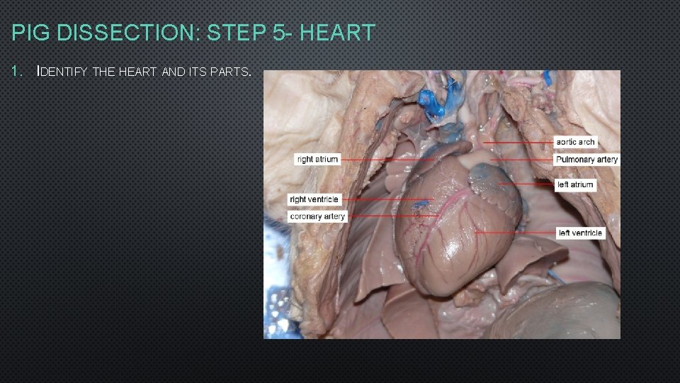PIG DISSECTION: STEP 5 - HEART 1. IDENTIFY THE HEART AND ITS PARTS. PIG DISSECTION: STEP 5 - HEART 1. IDENTIFY THE HEART AND ITS PARTS.