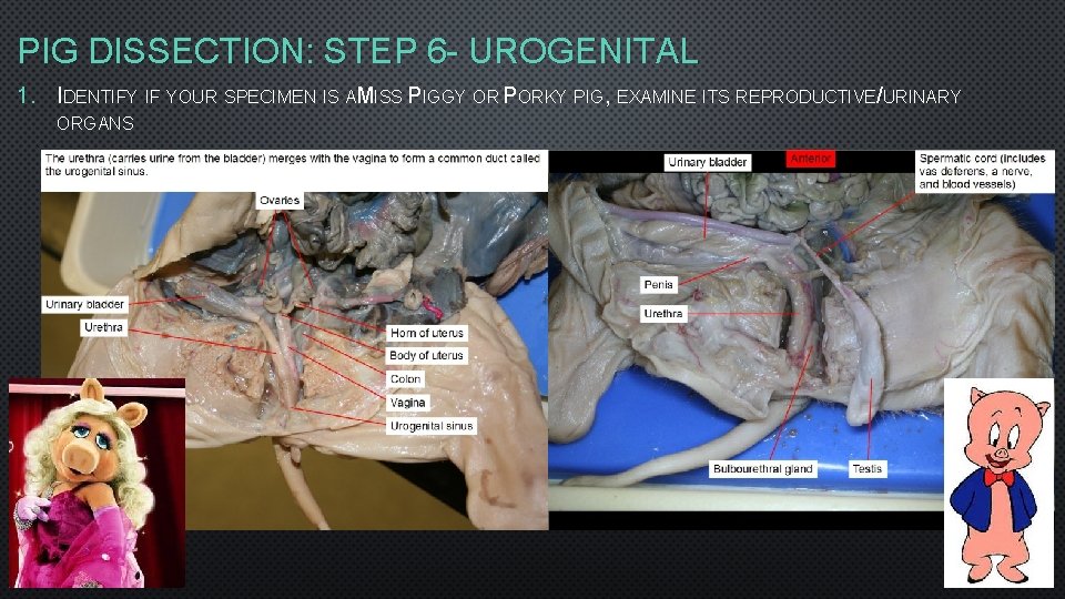 PIG DISSECTION: STEP 6 - UROGENITAL 1. IDENTIFY IF YOUR SPECIMEN IS AMISS PIGGY