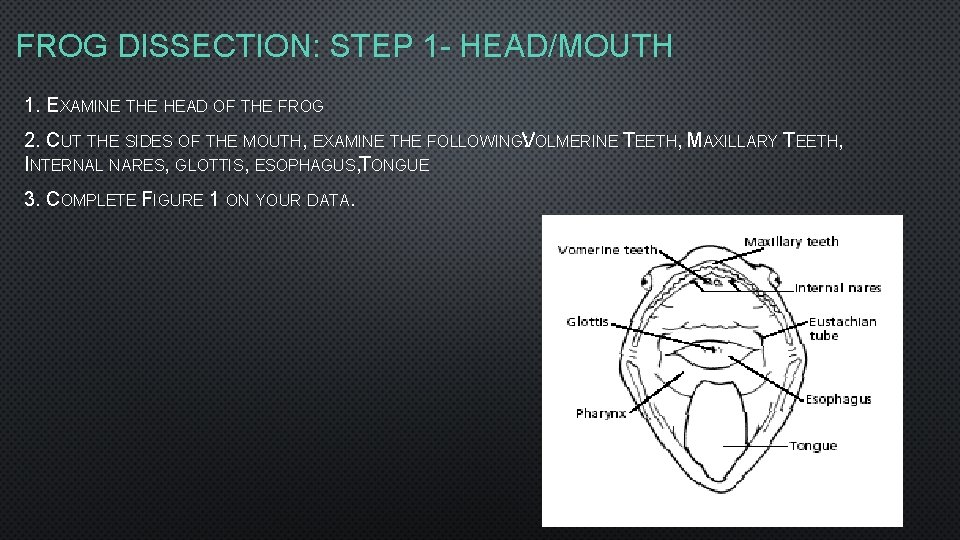 FROG DISSECTION: STEP 1 - HEAD/MOUTH 1. EXAMINE THE HEAD OF THE FROG 2.
