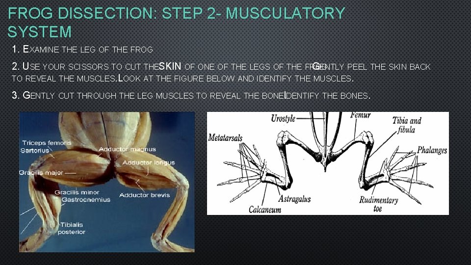 FROG DISSECTION: STEP 2 - MUSCULATORY SYSTEM 1. EXAMINE THE LEG OF THE FROG FROG DISSECTION: STEP 2 - MUSCULATORY SYSTEM 1. EXAMINE THE LEG OF THE FROG