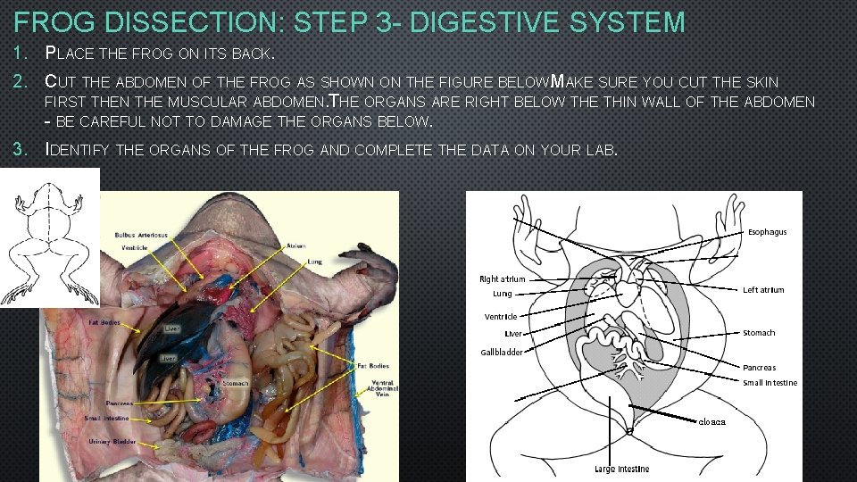 FROG DISSECTION: STEP 3 - DIGESTIVE SYSTEM 1. PLACE THE FROG ON ITS BACK. FROG DISSECTION: STEP 3 - DIGESTIVE SYSTEM 1. PLACE THE FROG ON ITS BACK.