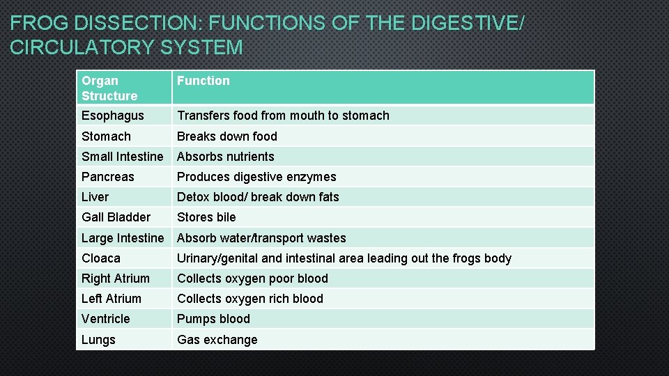 FROG DISSECTION: FUNCTIONS OF THE DIGESTIVE/ CIRCULATORY SYSTEM Organ Structure Function Esophagus Transfers food FROG DISSECTION: FUNCTIONS OF THE DIGESTIVE/ CIRCULATORY SYSTEM Organ Structure Function Esophagus Transfers food