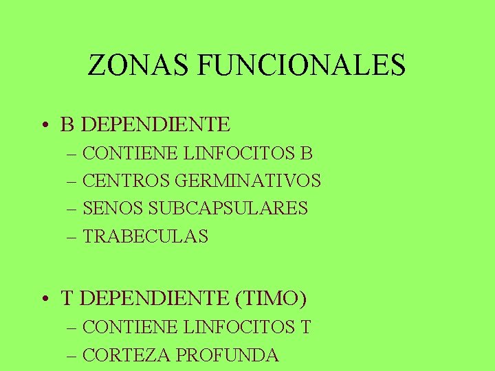 ZONAS FUNCIONALES • B DEPENDIENTE – CONTIENE LINFOCITOS B – CENTROS GERMINATIVOS – SENOS