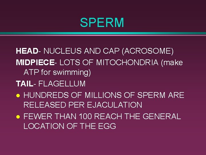 CHAPTER 16 REPRODUCTIVE SYSTEM and STDs MALE SYSTEM