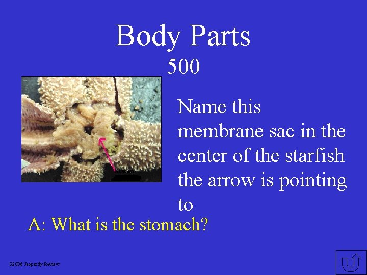 General term for reproductive organs in starfish