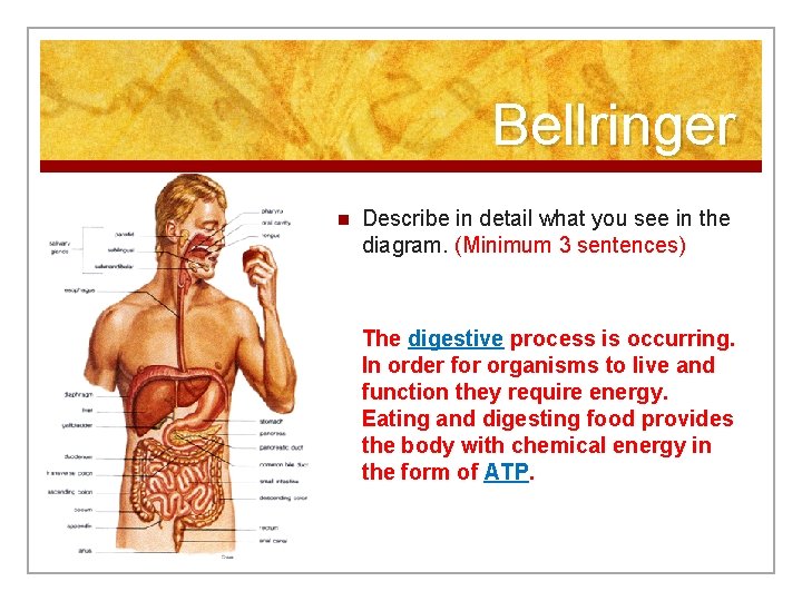 Bellringer n Describe in detail what you see in the diagram. (Minimum 3 sentences)