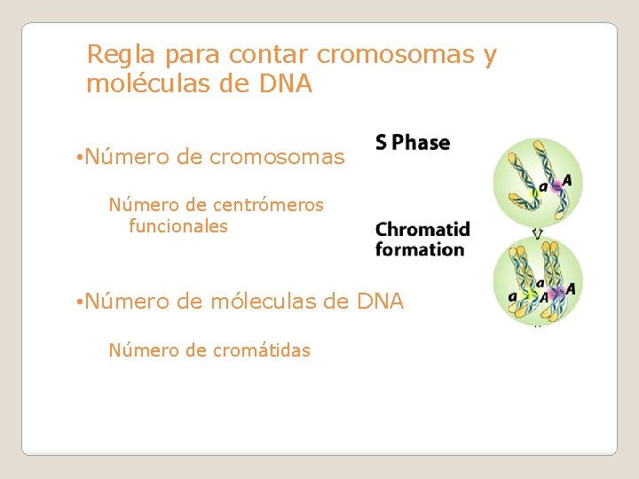 Regla para contar cromosomas y moléculas de DNA • Número de cromosomas Número de