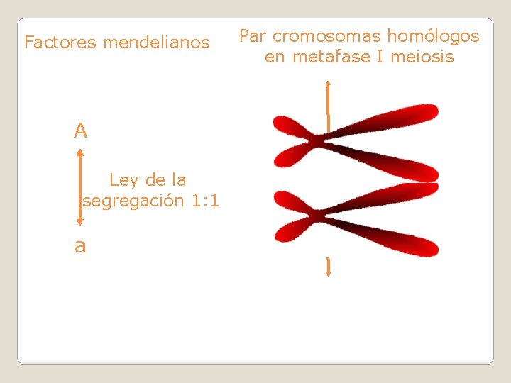 Factores mendelianos A Ley de la segregación 1: 1 a Par cromosomas homólogos en