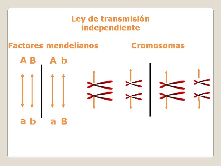Ley de transmisión independiente Factores mendelianos AB A b a B Cromosomas 