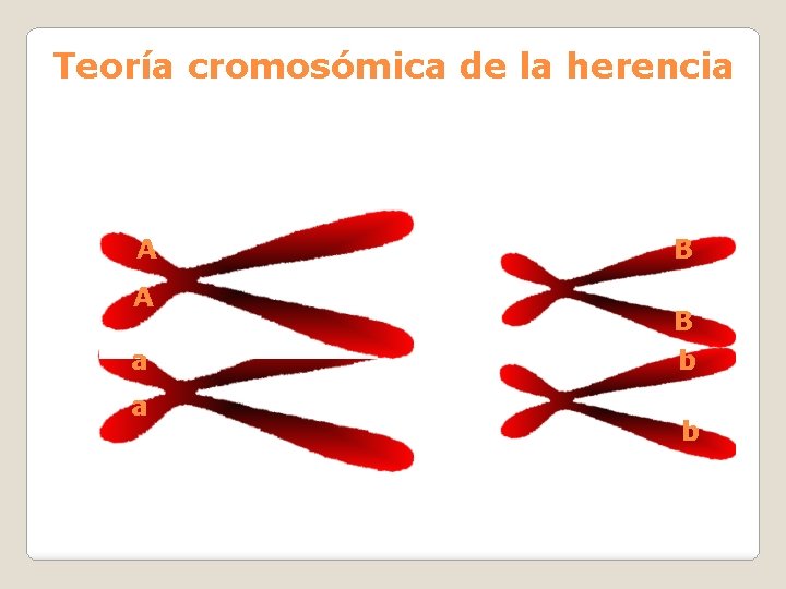 Teoría cromosómica de la herencia A A a a B B b b 