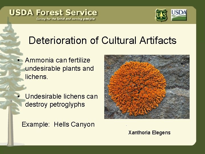 Deterioration of Cultural Artifacts • Ammonia can fertilize undesirable plants and lichens. • Undesirable