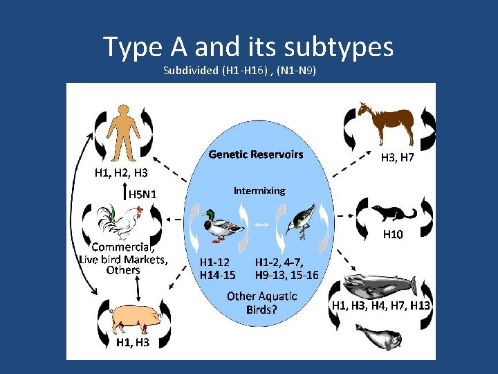 Type A and its subtypes Subdivided (H 1 -H 16) , (N 1 -N