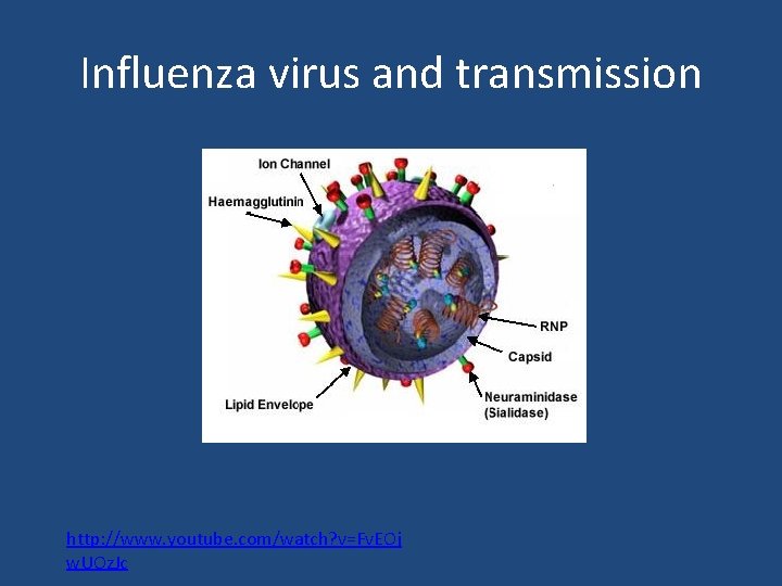 Influenza virus and transmission http: //www. youtube. com/watch? v=Fv. EOj w. UOz. Jc 