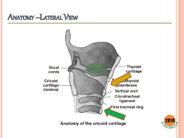 ANATOMY –LATERAL VIEW 