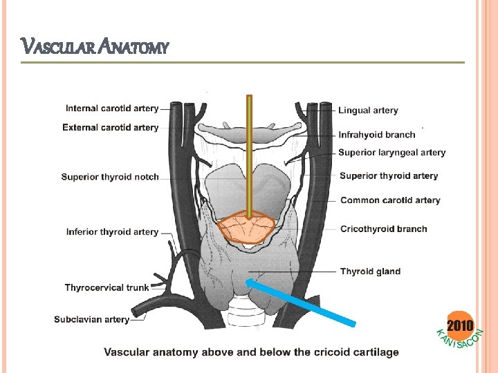 VASCULAR ANATOMY 