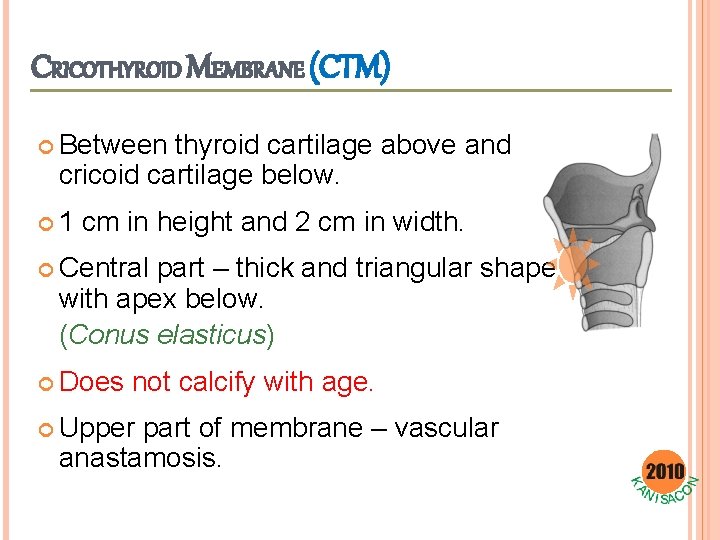 CRICOTHYROID MEMBRANE (CTM) Between thyroid cartilage above and cricoid cartilage below. 1 cm in