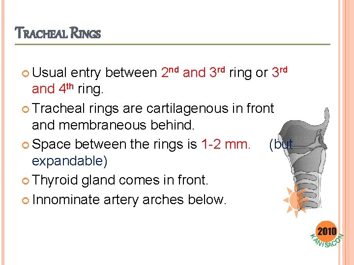 TRACHEAL RINGS Usual entry between 2 nd and 3 rd ring or 3 rd