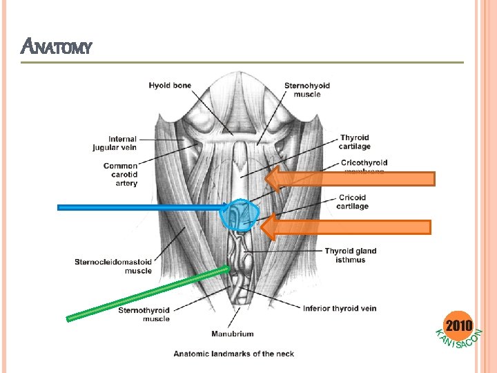 ANATOMY 