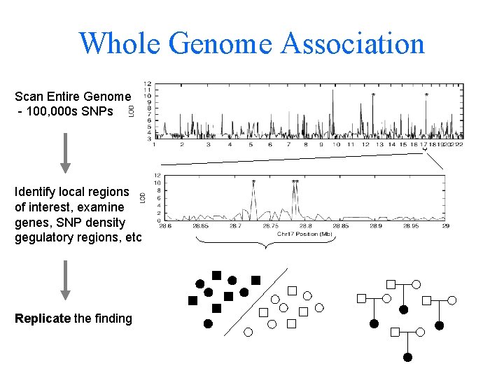 Whole Genome Association Scan Entire Genome - 100, 000 s SNPs Identify local regions