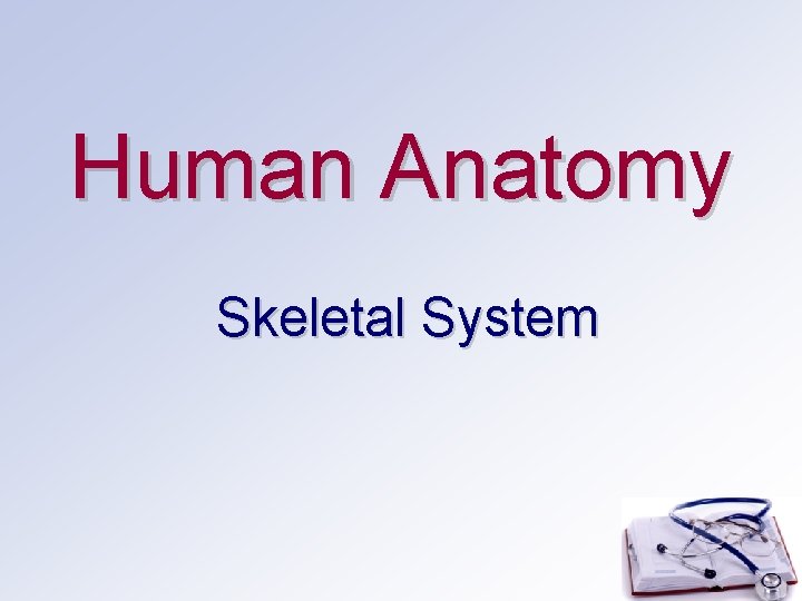 Human Anatomy Skeletal System 