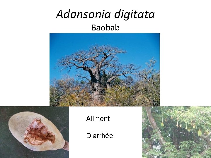 Adansonia digitata Baobab Aliment Diarrhée 
