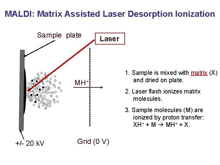 MALDI: Matrix Assisted Laser Desorption Ionization Sample plate Laser hn MH+ 1. Sample is