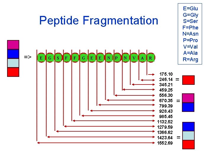 E=Glu G=Gly S=Ser F=Phe N=Asn P=Pro V=Val A=Ala R=Arg Peptide Fragmentation => E G