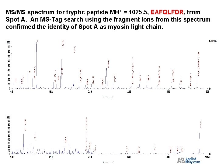 MS/MS spectrum for tryptic peptide MH+ = 1025. 5, EAFQLFDR, from Spot A. An