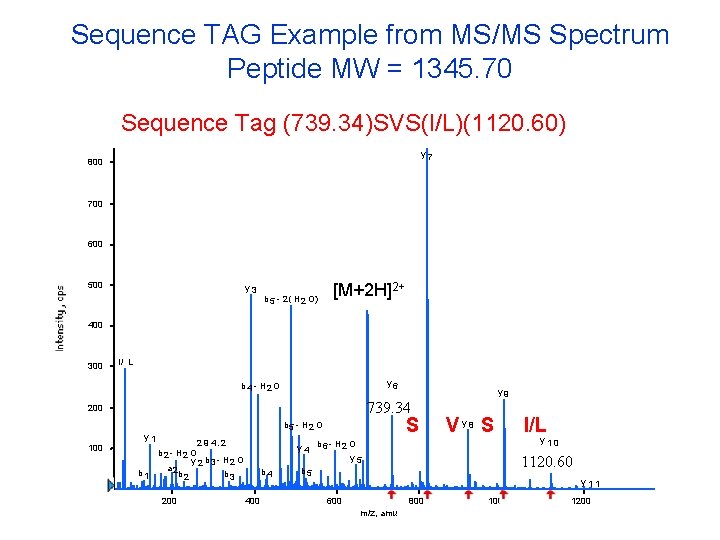 Sequence TAG Example from MS/MS Spectrum Peptide MW = 1345. 70 Sequence Tag (739.