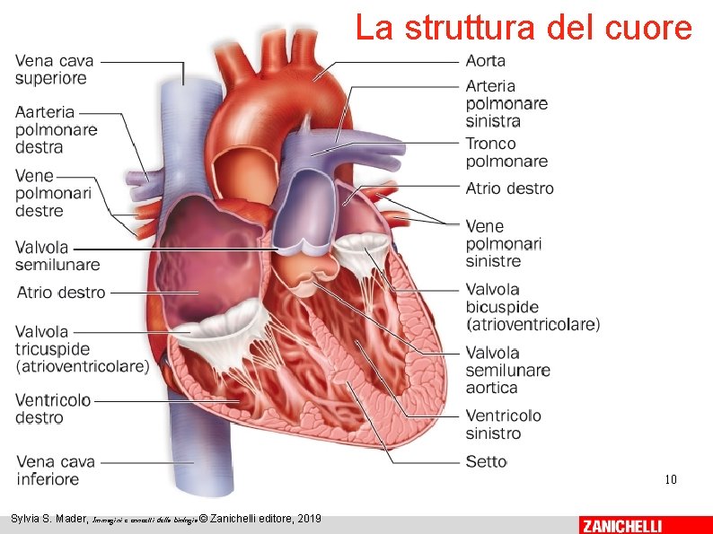 La struttura del cuore 10 Sylvia S. Mader, Immagini e concetti della biologia ©