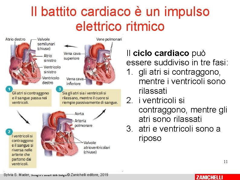 Il battito cardiaco è un impulso elettrico ritmico Il ciclo cardiaco può essere suddiviso