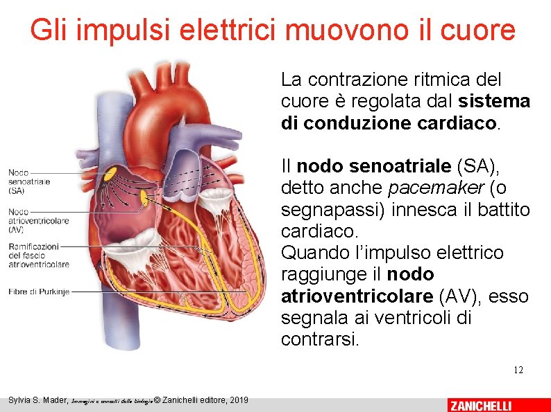 Gli impulsi elettrici muovono il cuore La contrazione ritmica del cuore è regolata dal