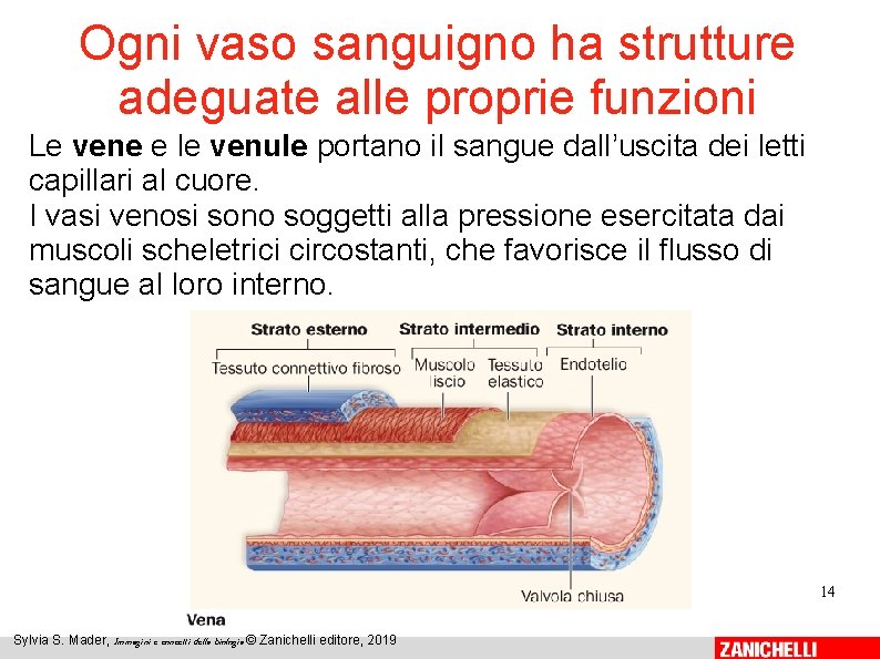 Ogni vaso sanguigno ha strutture adeguate alle proprie funzioni Le vene e le venule