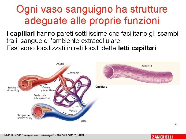 Ogni vaso sanguigno ha strutture adeguate alle proprie funzioni I capillari hanno pareti sottilissime