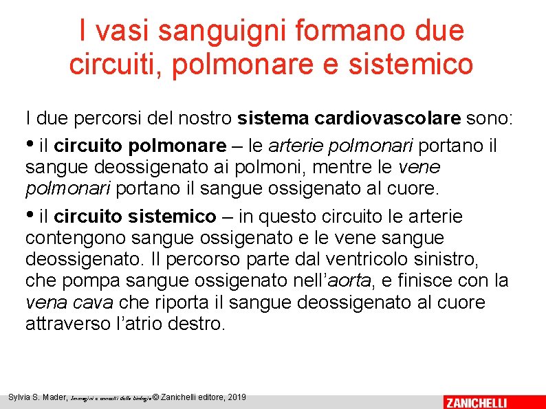 I vasi sanguigni formano due circuiti, polmonare e sistemico I due percorsi del nostro