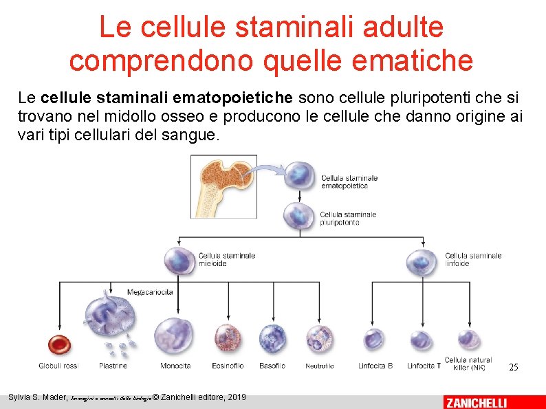Le cellule staminali adulte comprendono quelle ematiche Le cellule staminali ematopoietiche sono cellule pluripotenti