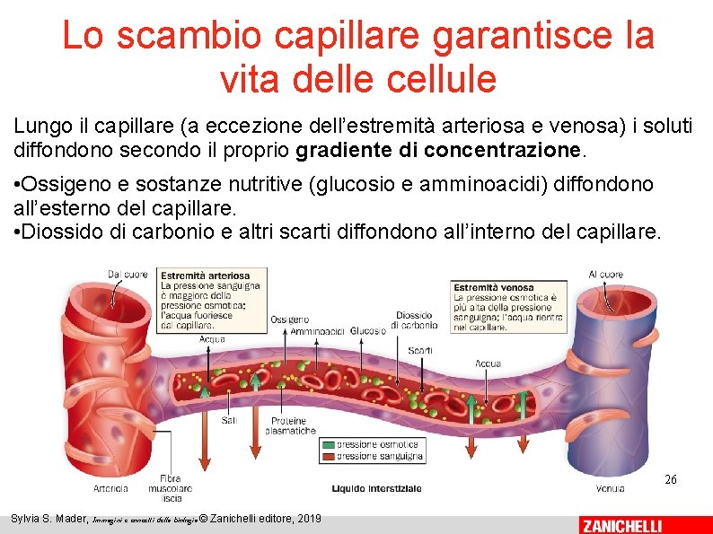 Lo scambio capillare garantisce la vita delle cellule Lungo il capillare (a eccezione dell’estremità