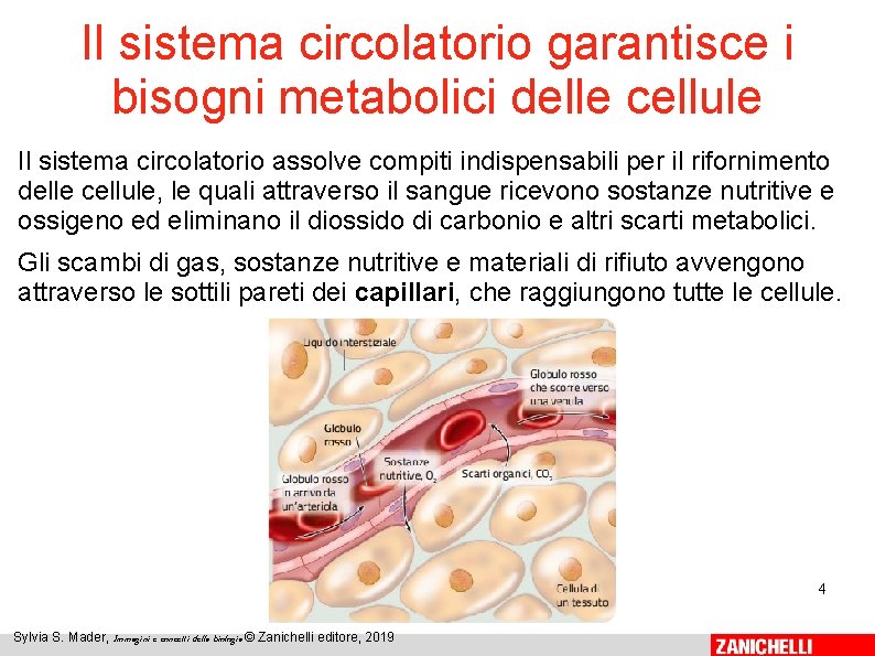Il sistema circolatorio garantisce i bisogni metabolici delle cellule Il sistema circolatorio assolve compiti