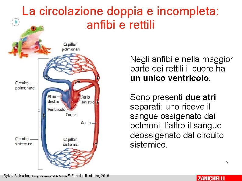 La circolazione doppia e incompleta: anfibi e rettili Negli anfibi e nella maggior parte