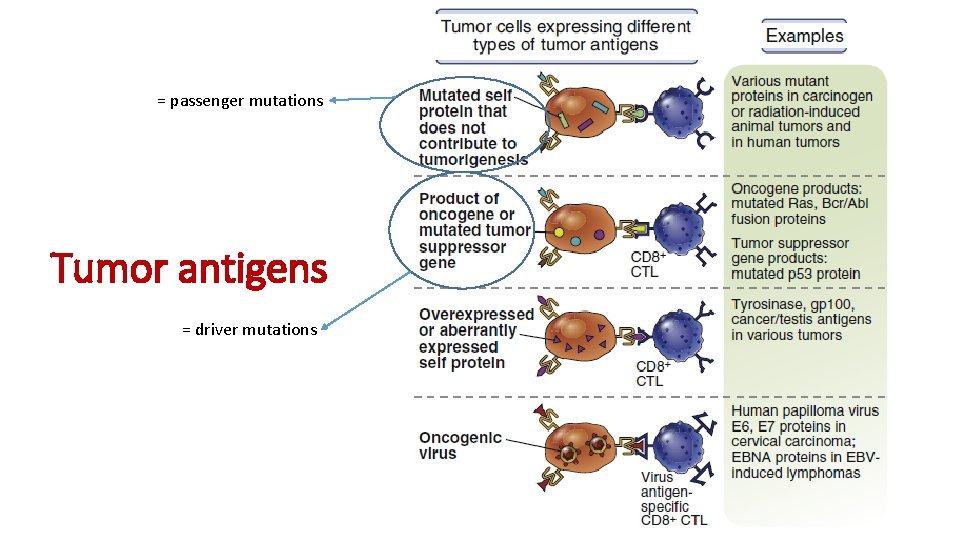 = passenger mutations Tumor antigens = driver mutations = passenger mutations Tumor antigens = driver mutations