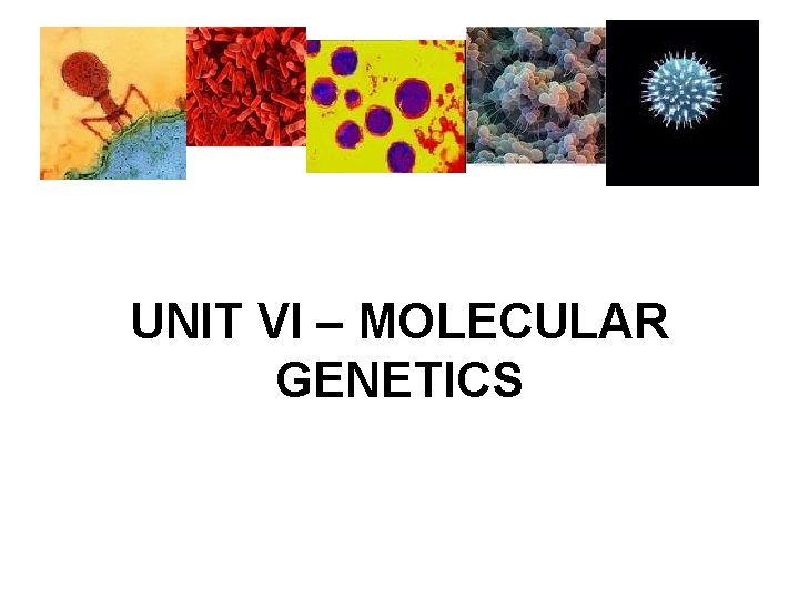 UNIT VI – MOLECULAR GENETICS 