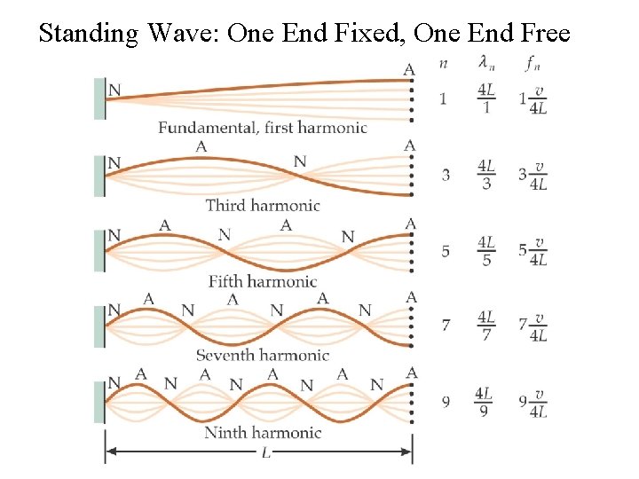 Standing Wave: One End Fixed, One End Free 
