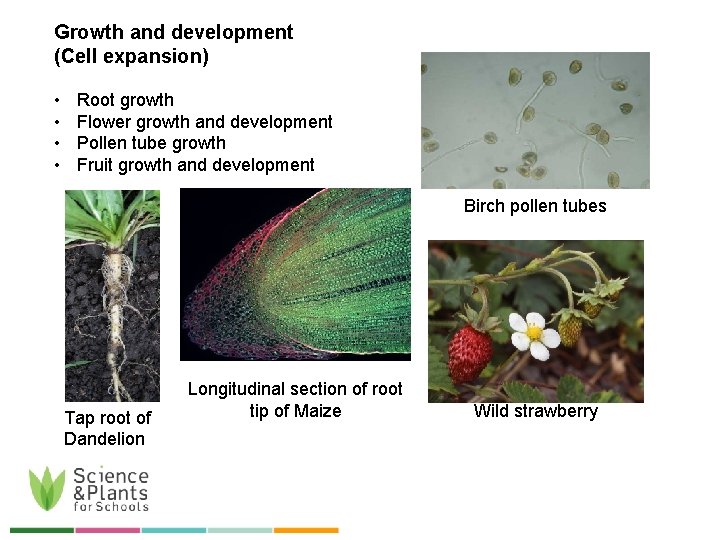 Growth and development (Cell expansion) • • Root growth Flower growth and development Pollen