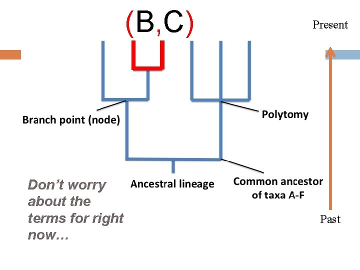 (B, C) Don’t worry about the terms for right now… Present Past 