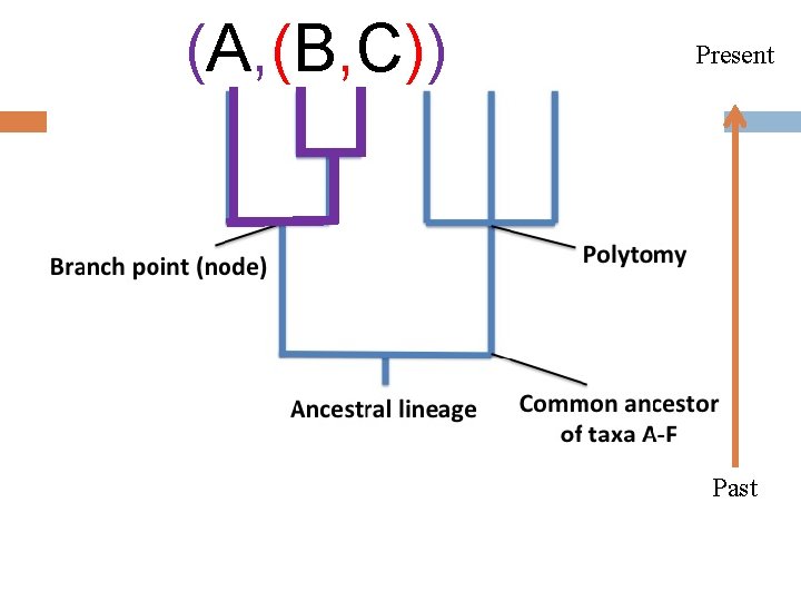 (A, (B, C)) Present Past 