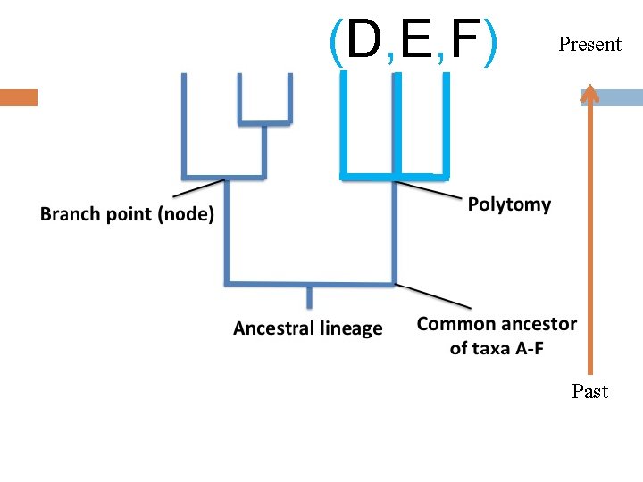 (D, E, F) Present Past 