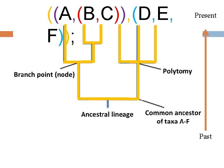 ((A, (B, C)), (D, E, F)); Present Past 