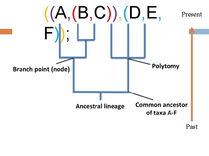 ((A, (B, C)), (D, E, F)); Present Past 