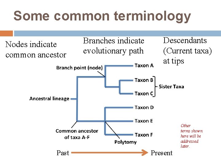 Some common terminology Nodes indicate common ancestor Branches indicate evolutionary path Descendants (Current taxa)